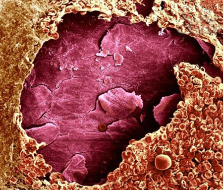 سلول,انواع سلولهای بدن,تصاویر میکروسکوپی سلولها