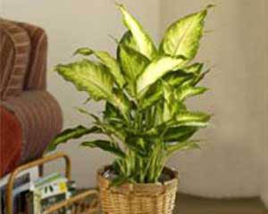 نگهداری گیاهان آپارتمانی،گیاهان آپارتمانی،نکاتی در رابطه با گیاهان آپارتمانی