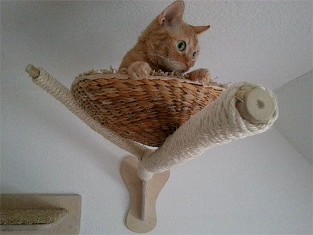 طراحی خانه گربه, مبلمان برای گربه