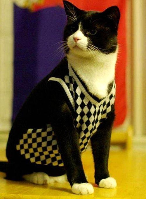 مدل لباس برای گربه, لباس برای گربه, مدل لباس