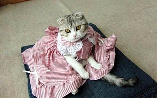 مدل لباس برای گربه, لباس برای گربه, مدل لباس