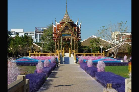 دانشگاه تایلند،تایلند،درخت،درخت رنگی،گردشگری تایلند،گردشگری جهان