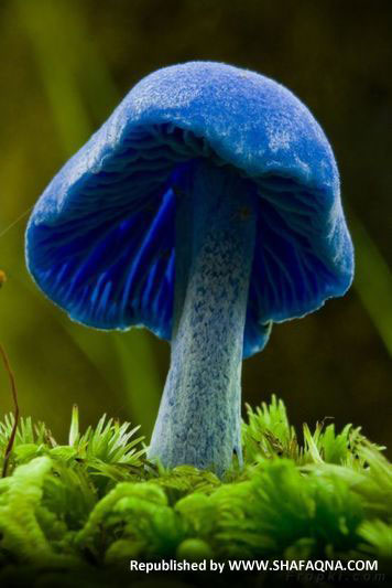 تصاویر قارچ های رنگی،عکس قارچ های زیبا،قارچ های زیبا،قارچ های رنگی،عکس قارچ های رنگی،عکس طبیعت و حیوانات