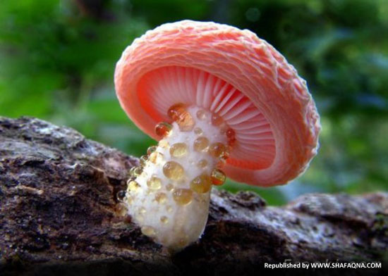 تصاویر قارچ های رنگی،عکس قارچ های زیبا،قارچ های زیبا،قارچ های رنگی،عکس قارچ های رنگی،عکس طبیعت و حیوانات