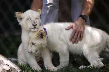 عکسهای جالب,بچه شیر سفید,تصاویر دیدنی
