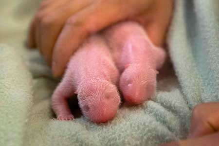 زندگی حیرت‌انگیز توله پاندا در اولین روزهای تولد