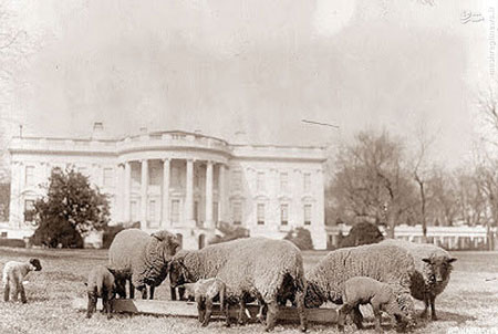 اخبار,اخبارگوناگون,گوسفندان کاخ سفید
