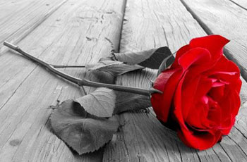گل رز قرمز, مطالب خواندنی کوتاه