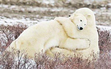 عکسهای جالب, خرس های قطبی ,تصاویر دیدنی