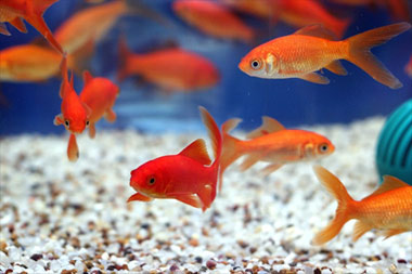 ماهی, ماهی قرمز, نگهداری ماهی قرمز عید