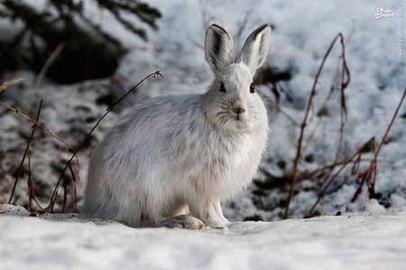 تصاویر خرگوش قطبی