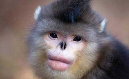 میمونی با لب پروتز شده و دماغ عملی+عکس
