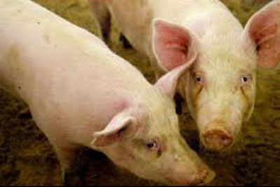 اخبار , اخبار علمی,نحوه پرورش اندام انسان در بدن خوک,تولید اندام انسانی در خوکها