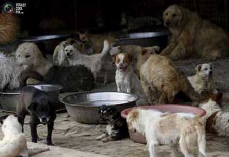 زن چینی قهرمان سگ‌های بی پناه+تصاویر