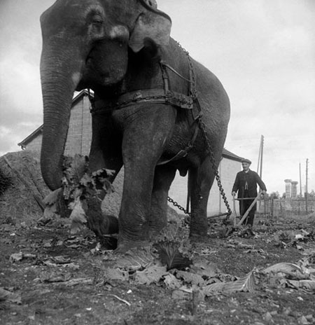 اخبار,اخبار گوناگون,شخم زدن زمین با فیل