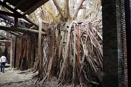 مکانی پوشیده شده با ریشه های درخت