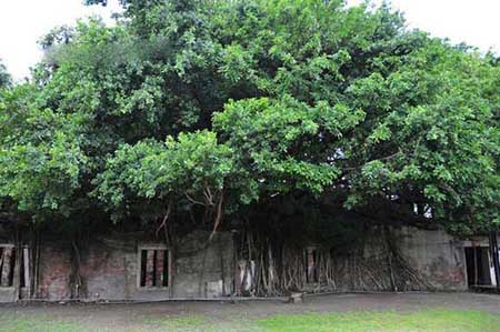 مکانی پوشیده شده با ریشه های درخت