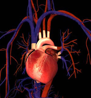 دستگاه گردش خون,چگونگی کار کردن دستگاه گردش خون,انواع رگ های بدن