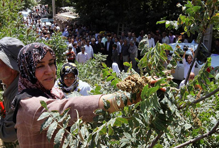رسوم مردم قزوین , میوه های سماق