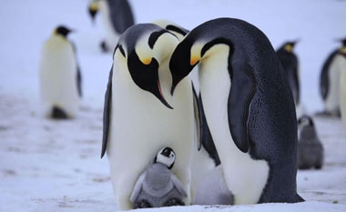 پنگوئن, ساختار بدن پنگوئن ها,عکس پنگوئن‌