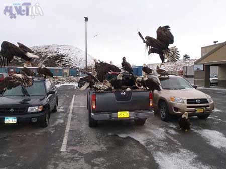 بر هم زدن پارتی عقابها در آلاسکا توسط پلیس