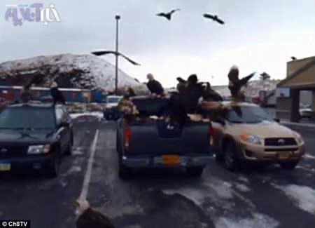 بر هم زدن پارتی عقابها در آلاسکا توسط پلیس