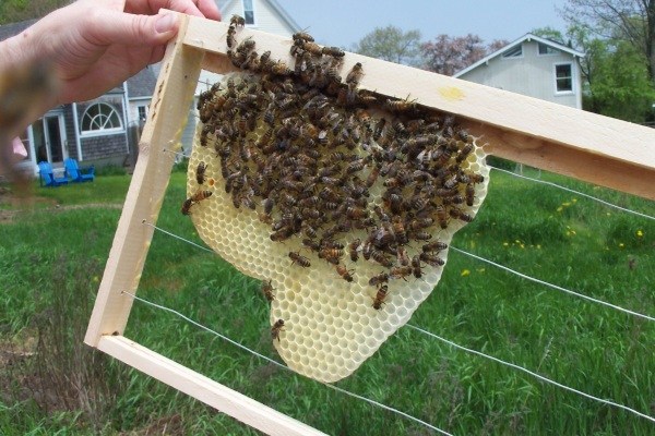 اخبارعلمی,خبرهای علمی,زنبورها