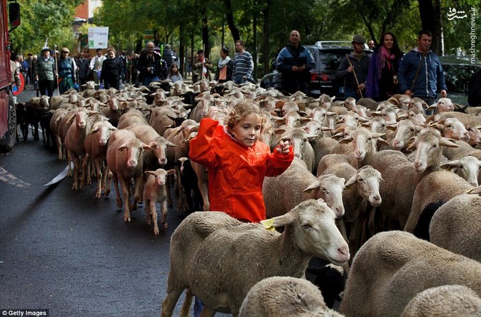 اخبارگوناگون,خبرهای گوناگون,راهپیمایی گوسفندها