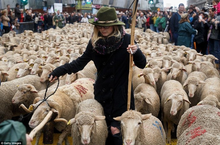 اخبارگوناگون,خبرهای گوناگون,راهپیمایی گوسفندها