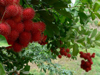 خواص میوه رامبوتان